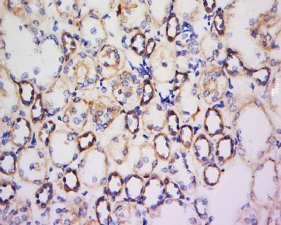 FAM150A antibody