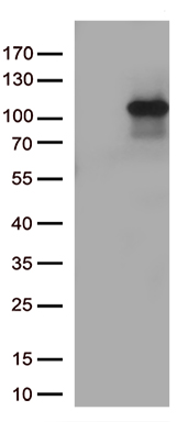 FAM151B Antibody
