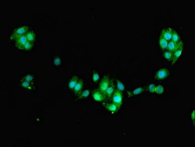 FAM168B Antibody