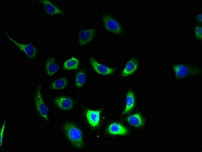 FAM168B Antibody