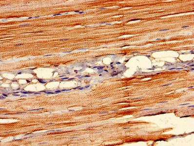 FAM168B Antibody