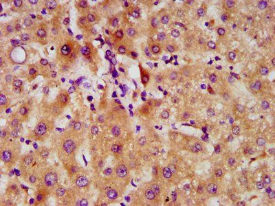 FAM20C Antibody
