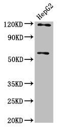 FAM20C antibody
