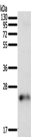 FAM3A antibody