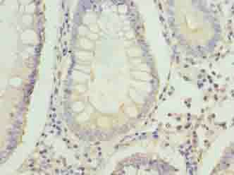 FAM3B Antibody