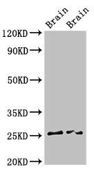 FAM3B Antibody