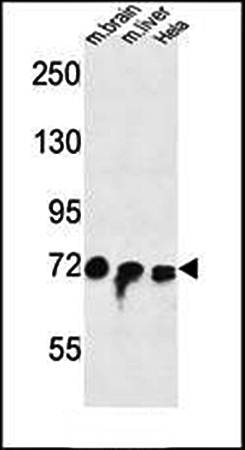 FAM40A antibody