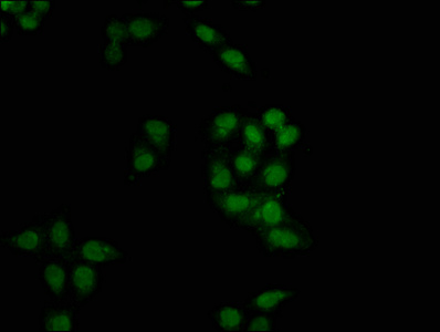 FAM50B Antibody