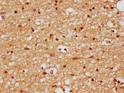 FAM50B Antibody