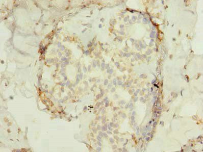 FAM53B Antibody