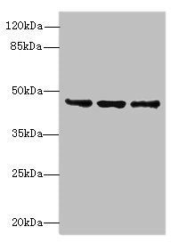 FAM53B Antibody