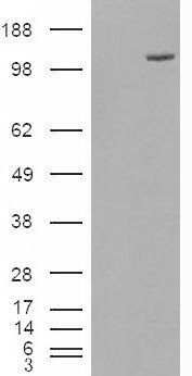 FAM62A antibody