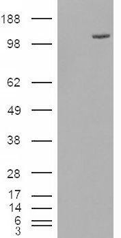 Goat anti-ESYT1 Antibody