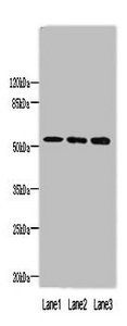 MINDY1 Antibody