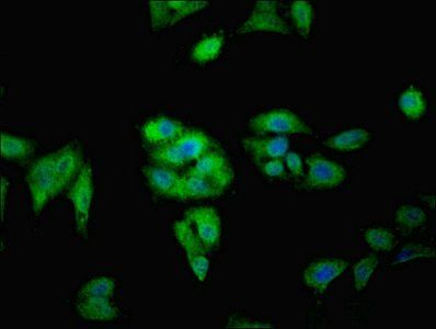 FAM71A Antibody