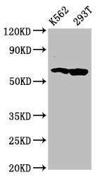 FAM83D Antibody