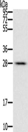FAM89B antibody