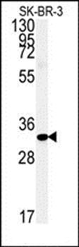 FAM92A1 antibody