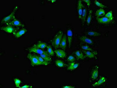 FAM92A Antibody