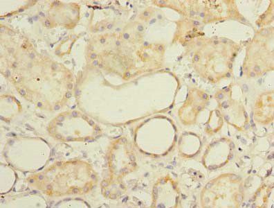 FAM92A Antibody