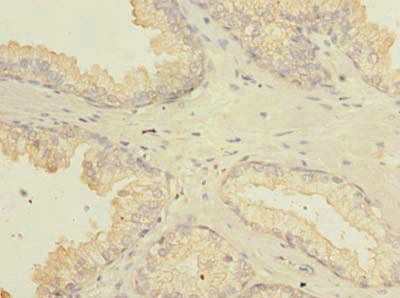 FAM92A Antibody