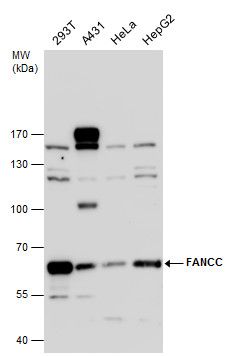 FANCC antibody