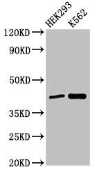 FANCF antibody