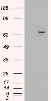 Goat anti-FANCG / XRCC9 Antibody