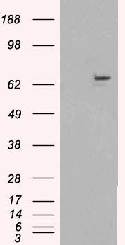 FANCG antibody