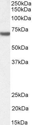 Goat anti-FANCG / XRCC9 Antibody
