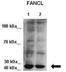 FANCL antibody