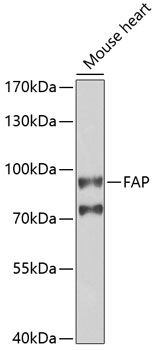 FAP antibody