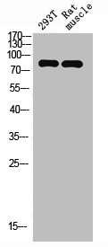 FAP antibody