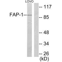 FAP Antibody