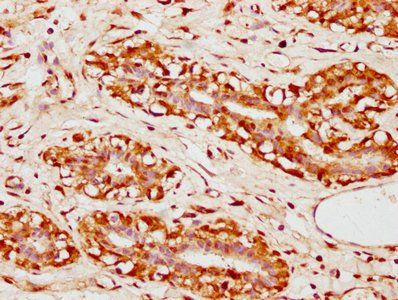 FAR1 Antibody