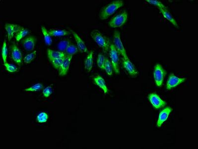 FAR2 Antibody