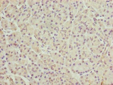 FAR2 Antibody