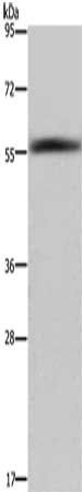 FAR2 Antibody