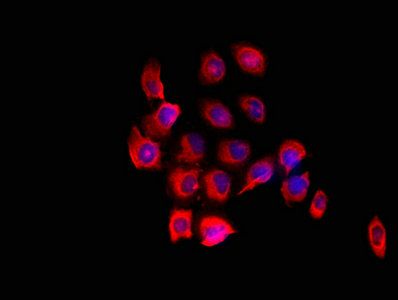 FARP1 antibody