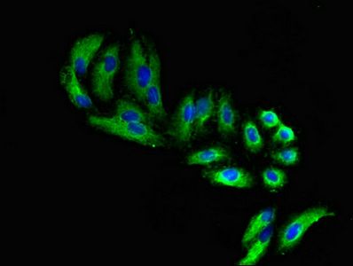 FARP1 Antibody
