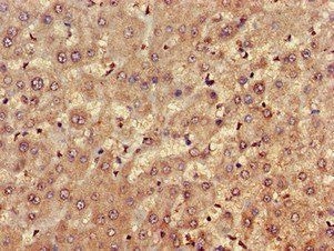 FARP1 Antibody