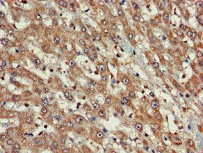 FARP1 Antibody