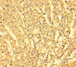 FARP2 Antibody