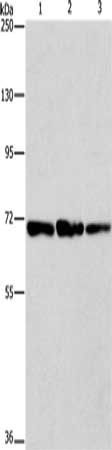 FARSB antibody