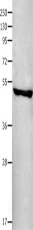 FAS antibody