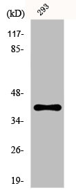 FAS Antibody