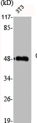 FAS Antibody