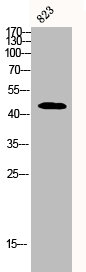 FAS Antibody