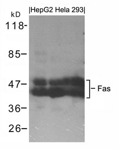 FAS Antibody