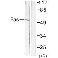 FAS antibody